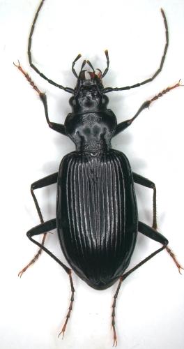 Nebria jockischii